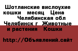 Шотланские вислоухие кошки 1 месяц › Цена ­ 1 000 - Челябинская обл., Челябинск г. Животные и растения » Кошки   